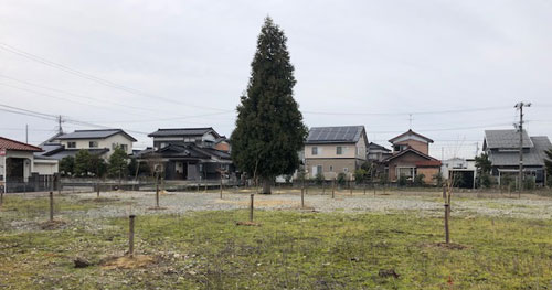 桜の木一万本植樹⑤